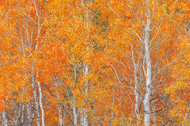 Intense Color. Photo by Dave Bell.