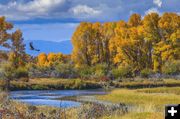 Freedom Bird and Fall Colors. Photo by Dave Bell.