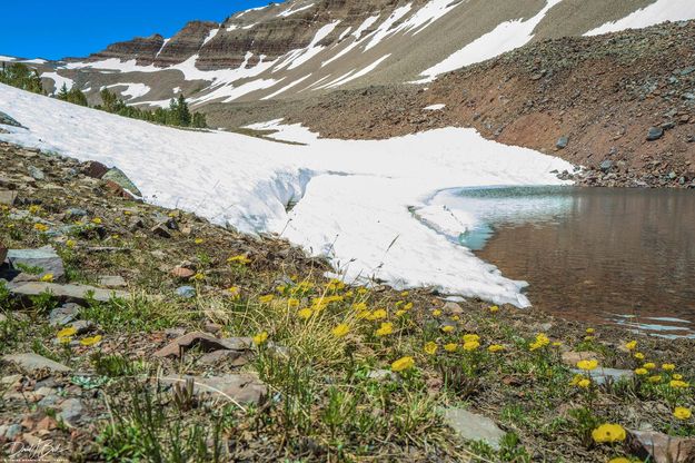 Subalpine Buttercup. Photo by Dave Bell.