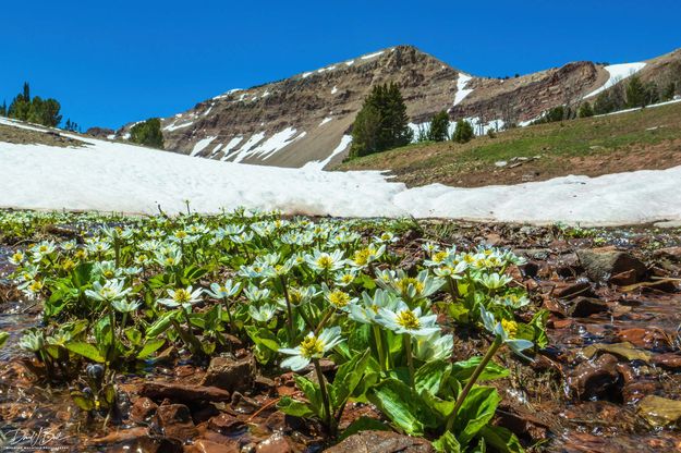 White Marsh Marigold Cluster. Photo by Dave Bell.