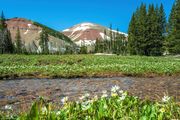 Flowers-Water-Blue Sky-Mountains. Photo by Dave Bell.