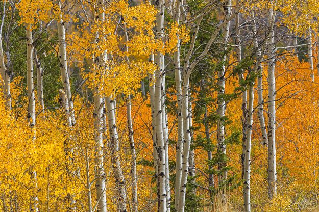 Aspen Color. Photo by Dave Bell.