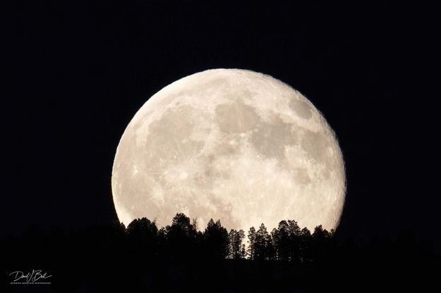 Luna Rises. Photo by Dave Bell.