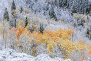 Snowy Aspen Color. Photo by Dave Bell.