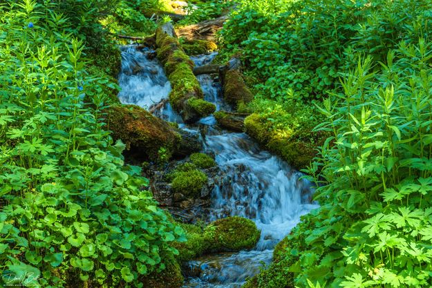 Green. Photo by Dave Bell.