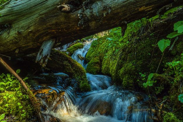 Beautiful Tumbles. Photo by Dave Bell.