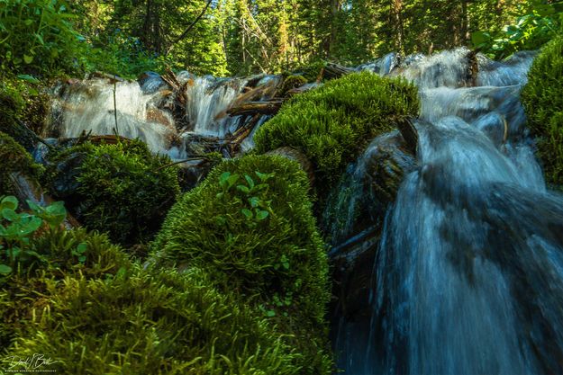 Mossy Beauty. Photo by Dave Bell.