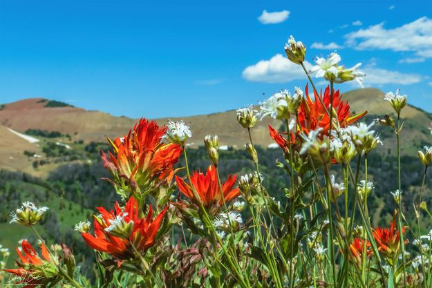Color. Photo by Dave Bell.