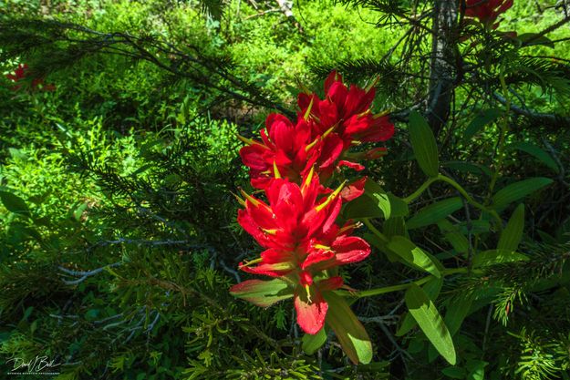 Paintbrush Beauty. Photo by Dave Bell.