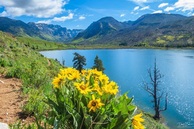 New Fork Lake Arrowleaf Balsam Root-May 29. Photo by Dave Bell.