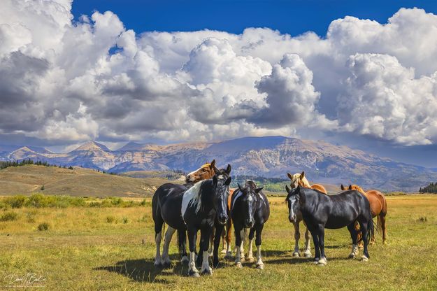 Little Jennie Horses-September 13. Photo by Dave Bell.