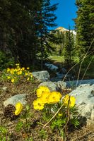 Spring Beauty. Photo by Dave Bell.