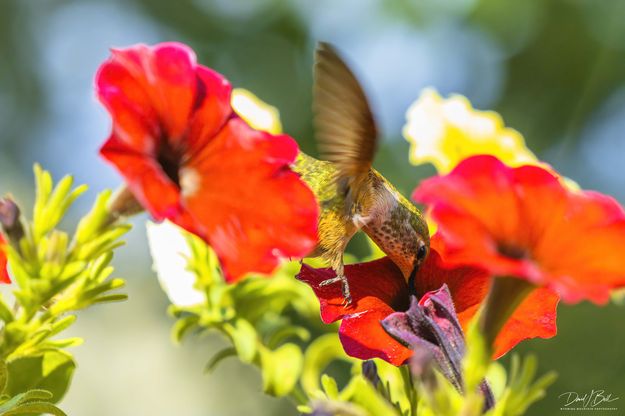 Going In Deep. Photo by Dave Bell.