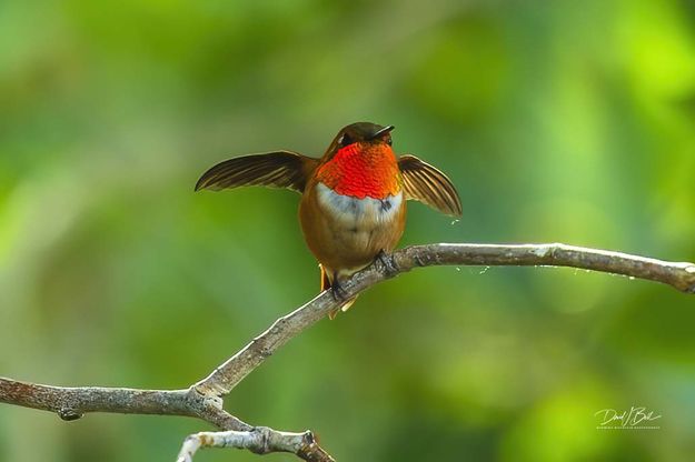 Squatty. Photo by Dave Bell.