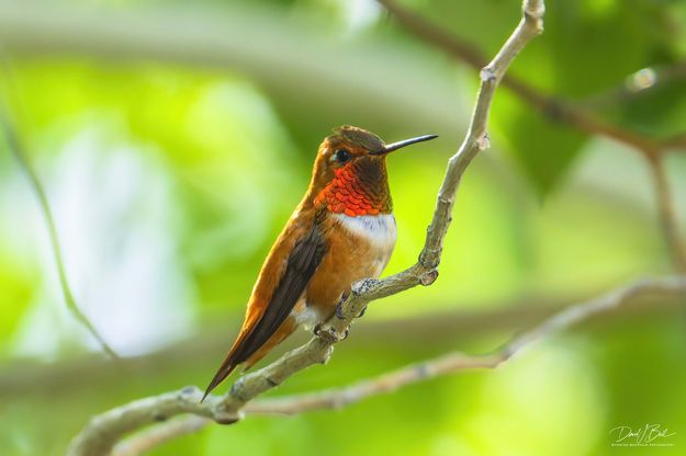 Amazing Beauty. Photo by Dave Bell.