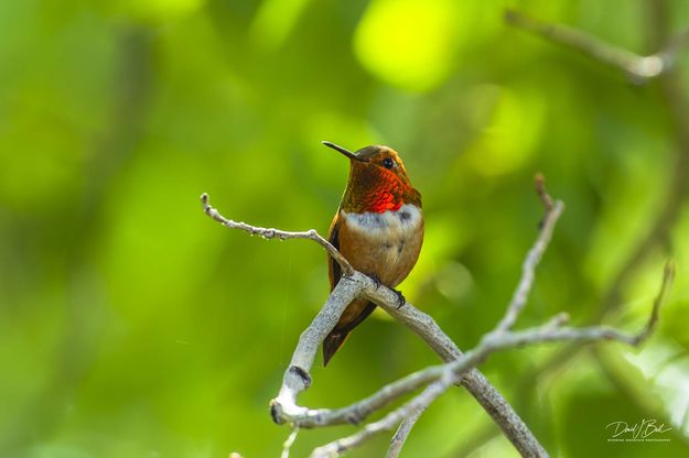 Incredible Beauty. Photo by Dave Bell.