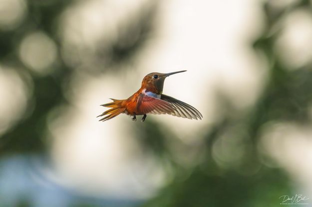 Anti-Gravity. Photo by Dave Bell.