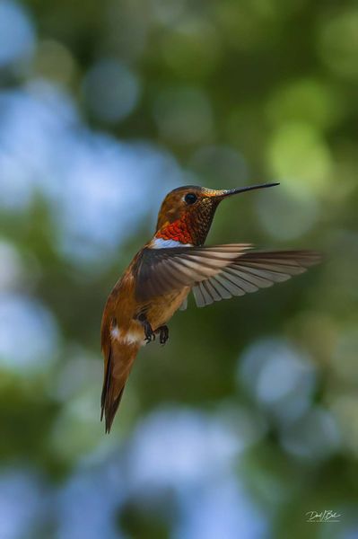 Cool Hover. Photo by Dave Bell.