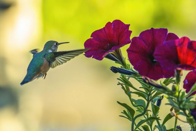 Targeting. Photo by Dave Bell.