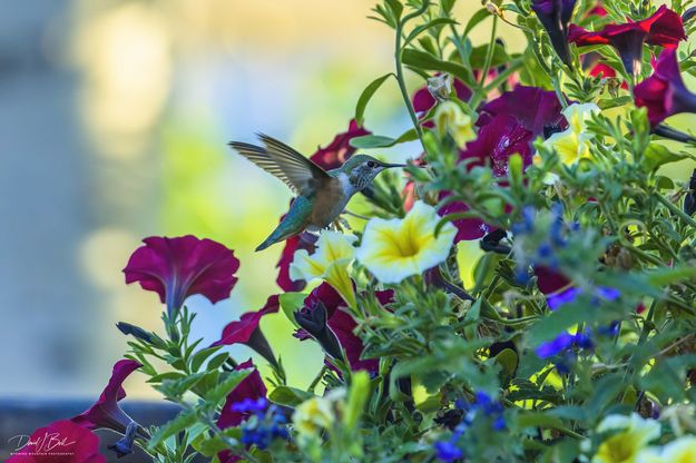 Going In For The Nectar. Photo by Dave Bell.
