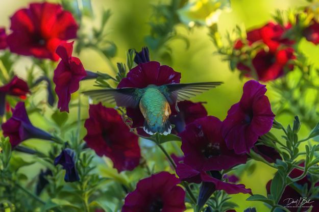 Deep Into The Nectar. Photo by Dave Bell.