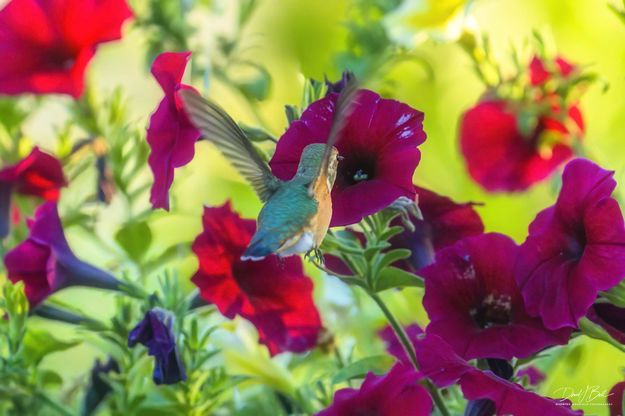 Finished. Photo by Dave Bell.