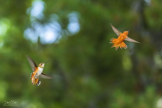 Aerial Combat. Photo by Dave Bell.