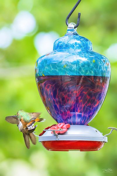 A Mid-Air Tussle. Photo by Dave Bell.