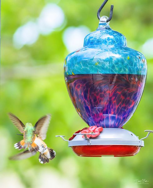 A Struggle. Photo by Dave Bell.