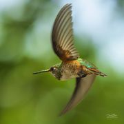 Fast Mover. Photo by Dave Bell.
