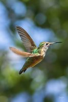 Sleek. Photo by Dave Bell.