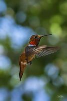 Cool Hover. Photo by Dave Bell.