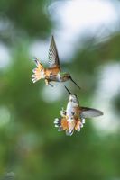Sword Fight. Photo by Dave Bell.