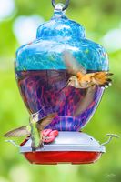 Wanna Make Something Of That. Photo by Dave Bell.