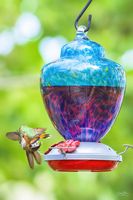 A Mid-Air Tussle. Photo by Dave Bell.