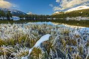 Frosty Grasses. Photo by Dave Bell.