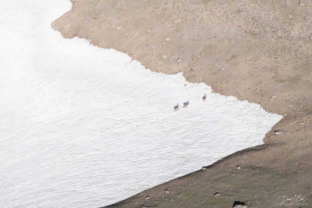 High Altitude Elk. Photo by Dave Bell.