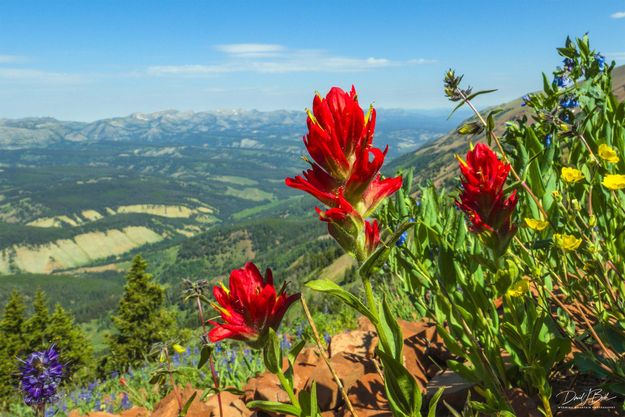 Paintbrush Beauty. Photo by Dave Bell.