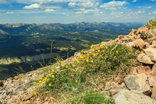 Clinging. Photo by Dave Bell.