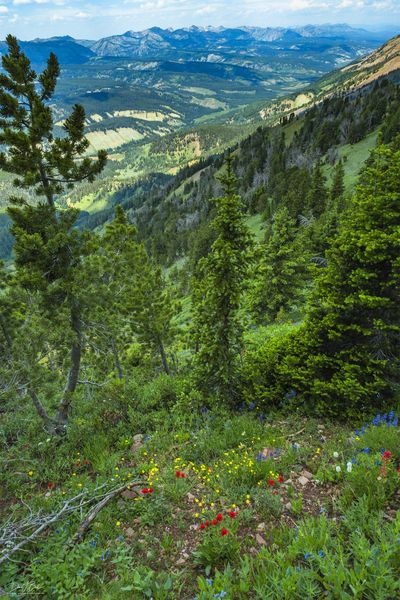Flowers With A View. Photo by Dave Bell.