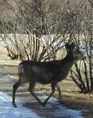 Town deer have it pretty easy this winter!