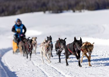 Sled Dog Race. Photo courtesy Elisa Cuel.