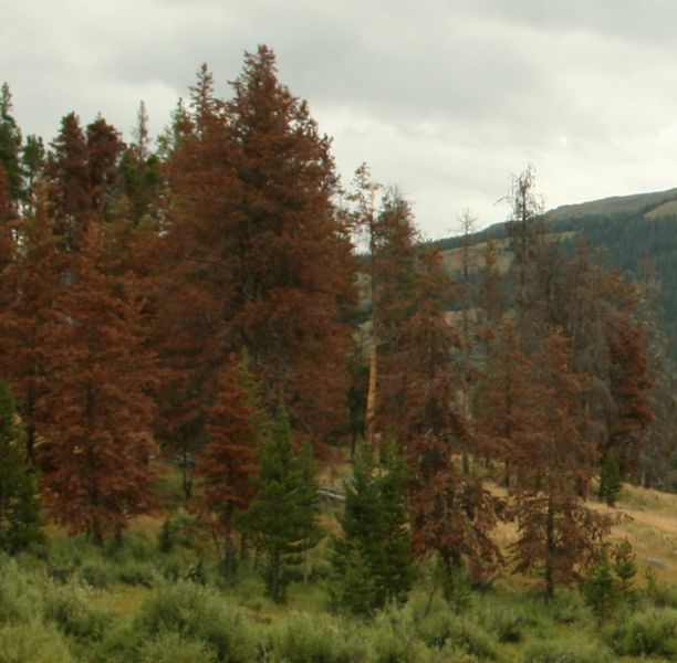 Bug Kill. Photo by Dawn Ballou, Pinedale Online.