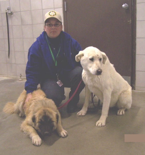 Livestock guardian dogs. Photo by Sweetwater County Sheriff’s Office.