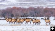 Elk January 11 2026. Photo by Dave Bell.