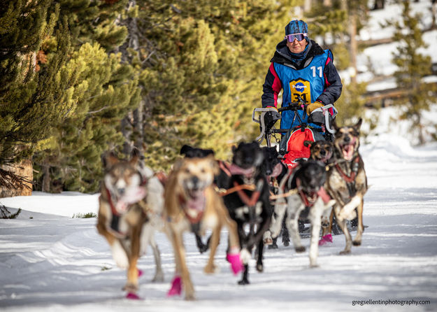 Anny Malo. Photo by Pedigree Sled Dog Race.