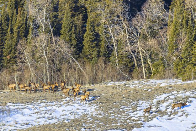 Beautiful Elk. Photo by Dave Bell.