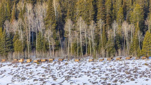 On The Move. Photo by Dave Bell.