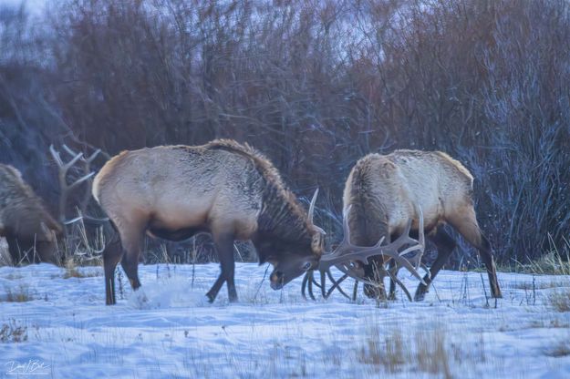 . Photo by Dave Bell.