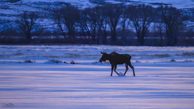 . Photo by Dave Bell.